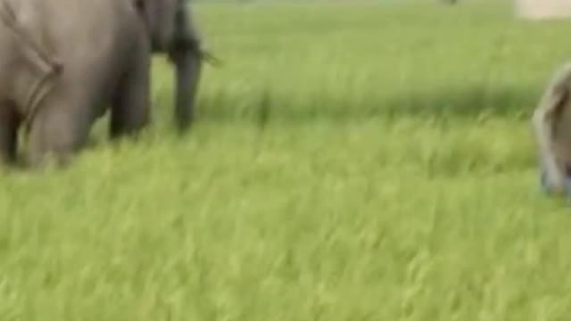 Funny fight man and Elephant/Elephant video