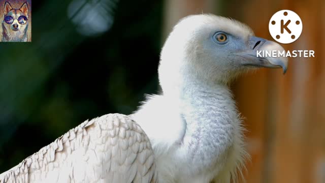 Vulture flying