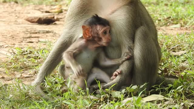 Babe Monkey with its mother