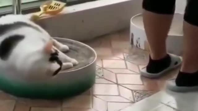 Celo Pet - Animalis Engraçados/Funny Animals Channel #gato#cachorros#animais #cats#dogs#funny #819
