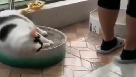 Celo Pet - Animalis Engraçados/Funny Animals Channel #gato#cachorros#animais #cats#dogs#funny #819