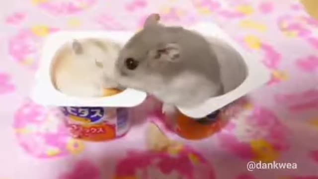 Funny Hamster got slapped!