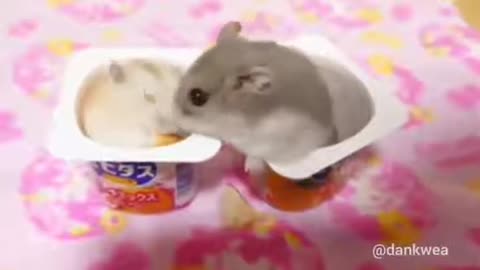 Funny Hamster got slapped!