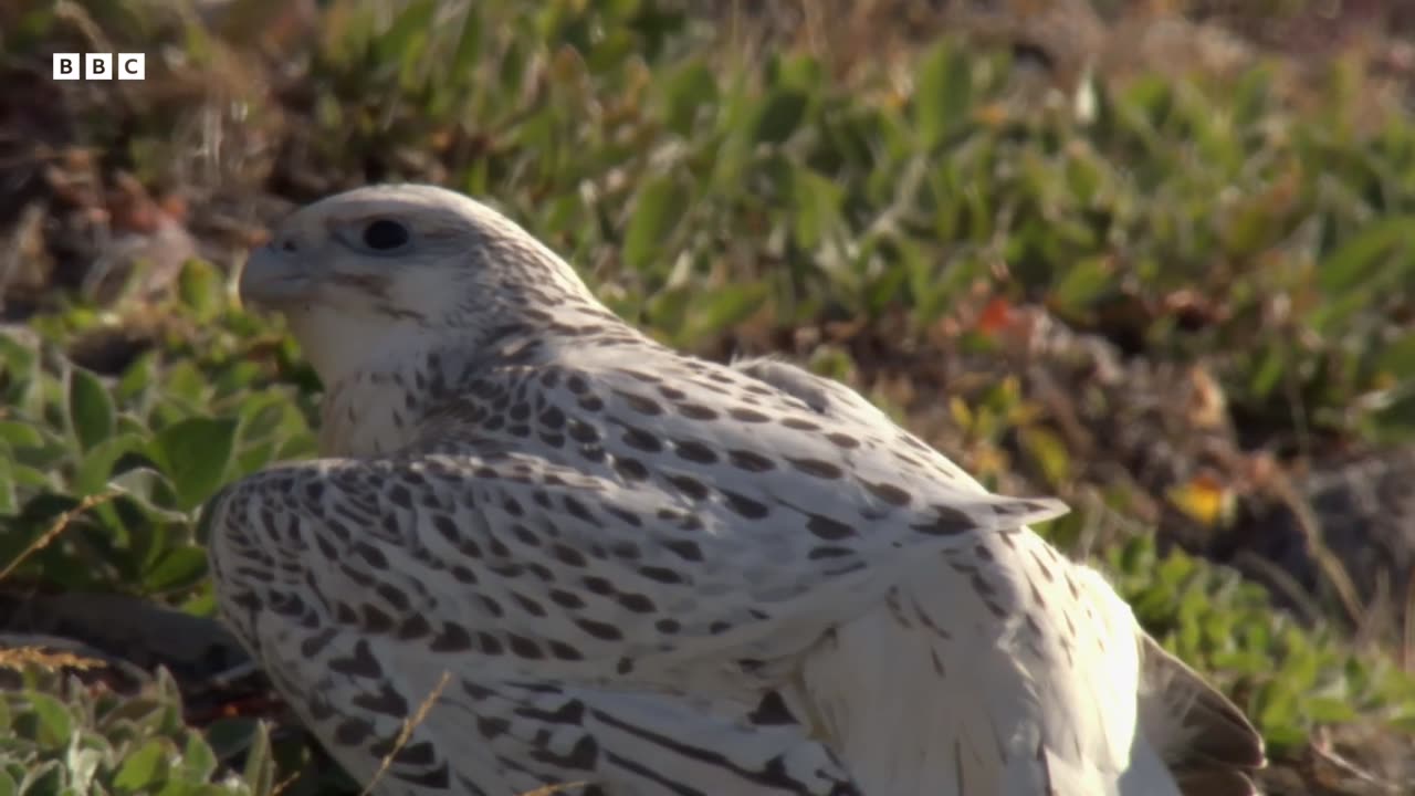 A Baby Falcons First Flight Animal Babies BBC Earth