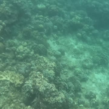 Snorkeling Adventures Philippines. The reef is growing fast and becoming beautiful