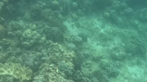 Snorkeling Adventures Philippines. The reef is growing fast and becoming beautiful