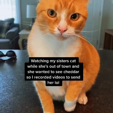 Baby Cats - Cute and Funny Cat Videos Compilation #4 ||