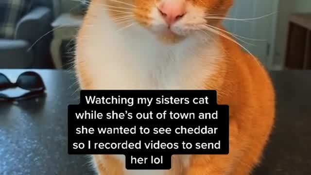 Baby Cats - Cute and Funny Cat Videos Compilation #4 ||