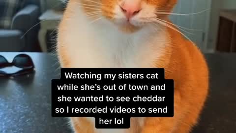Baby Cats - Cute and Funny Cat Videos Compilation #4 ||