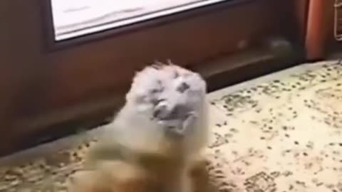 Funny pets