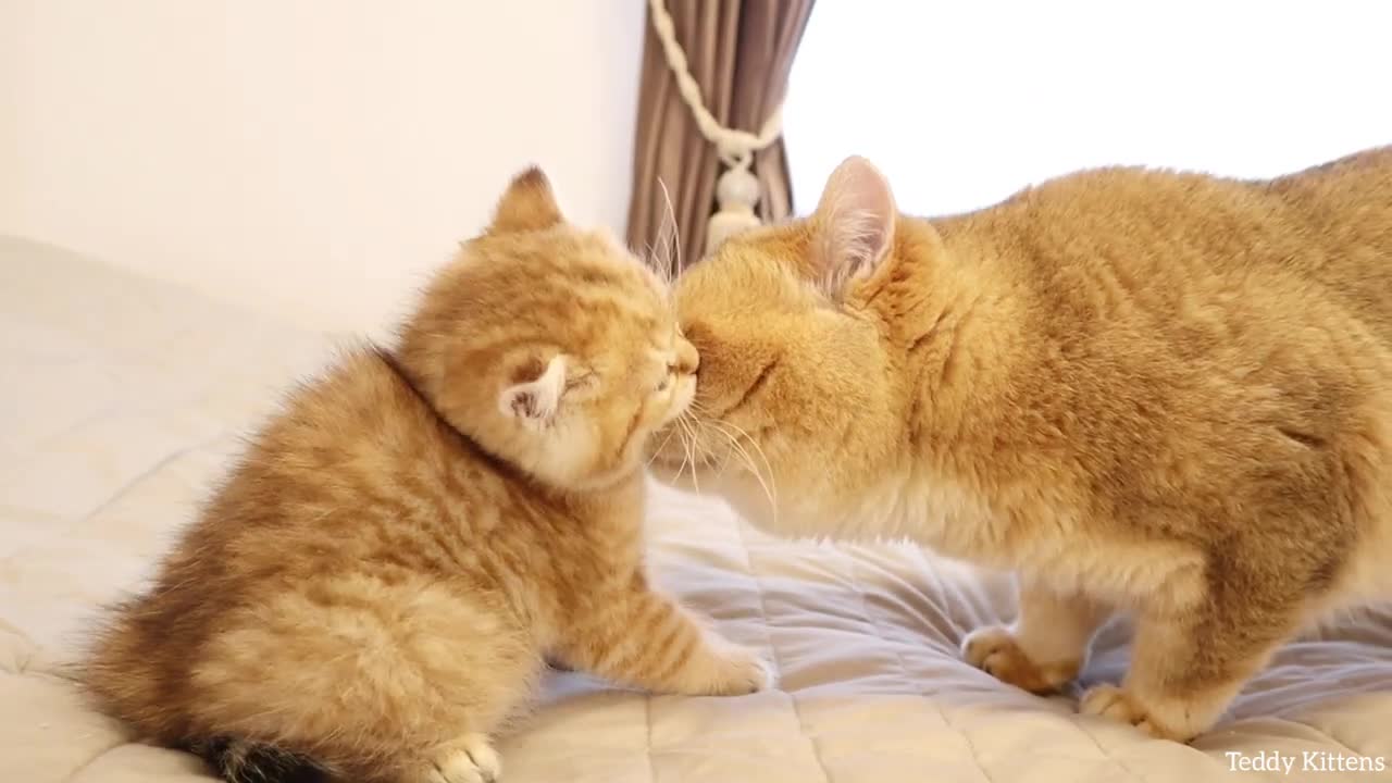 Kitten Muffin meets his dad William