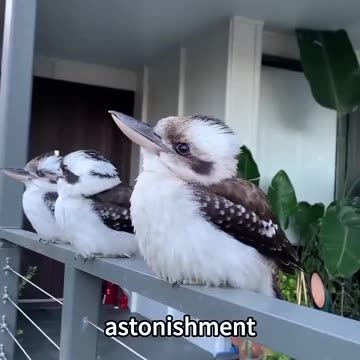 WHEN A MAN SAVES A BIRDS LIFE. THIS HAPPENS 🥰