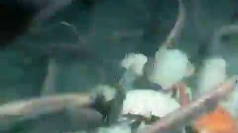 Ocean Janitors