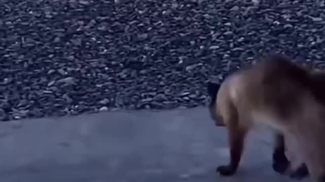 Funny animals moments😸😺😹🙀🙀