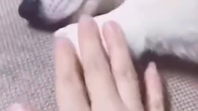 Dog 🐕 Funny Video. 🤣 Try Not To Laugh 🤣