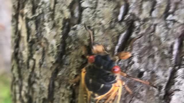 Cicada Invasion Has Started in MD