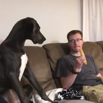 This big doggy gets an attitude when owner won't share food