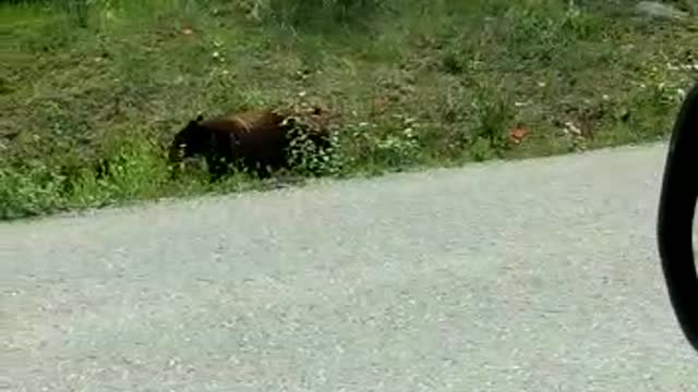 Grizzly Bear in Banff