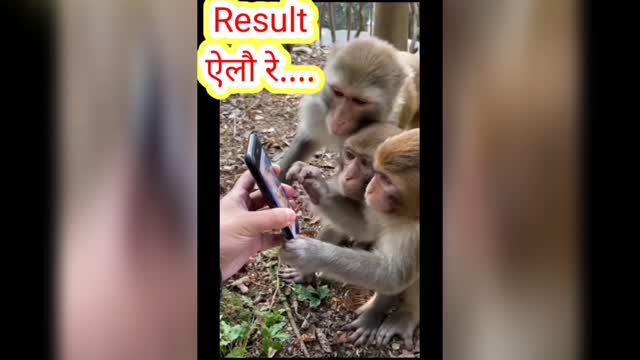 Funny Monkey Video