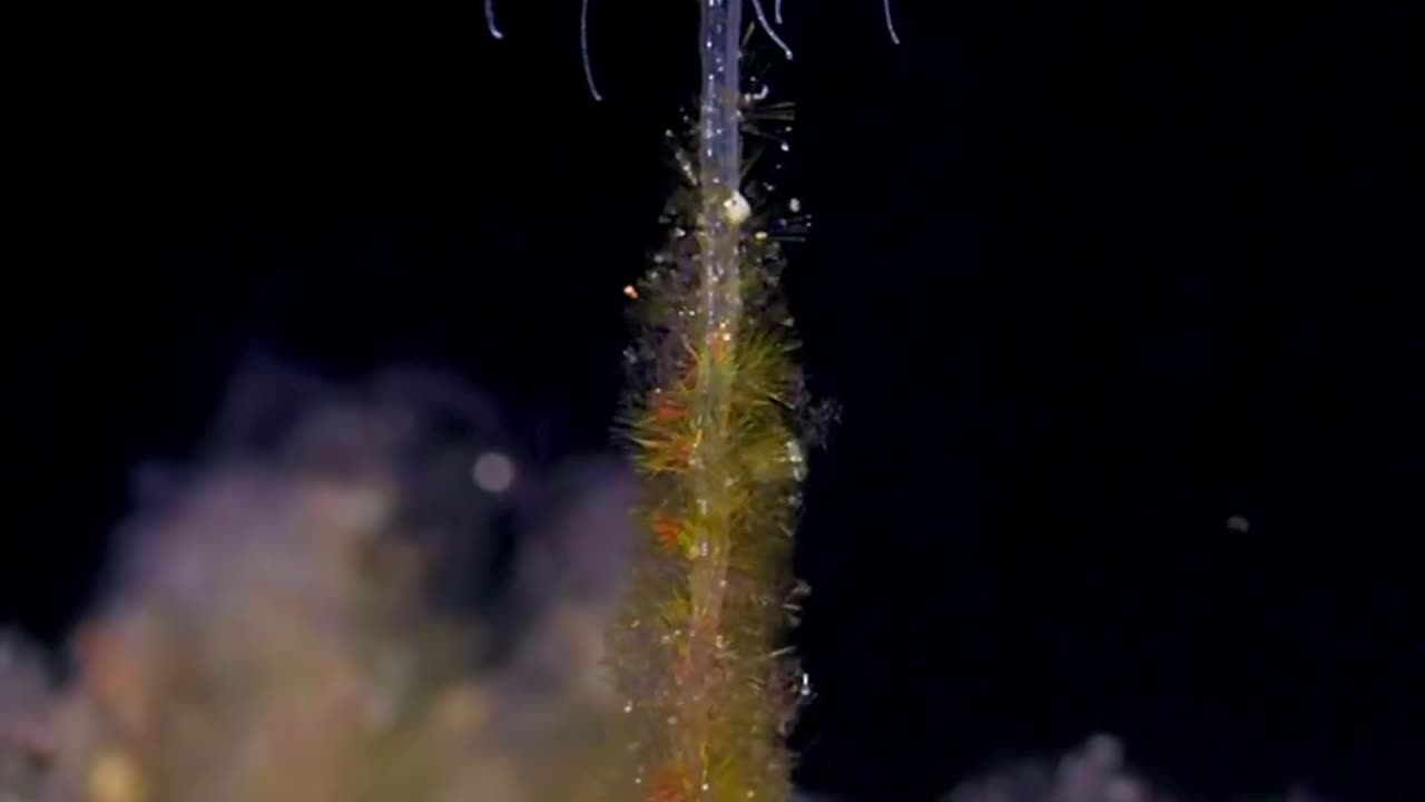 Hydroid Animals Closely Related To Jellyfish