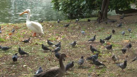 Pan To Ducks And Birds