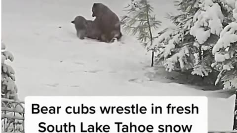 Funny animal 🤣🤣🤣 video 📸📸📸📸