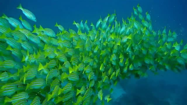 What a beautiful colorful fish playing