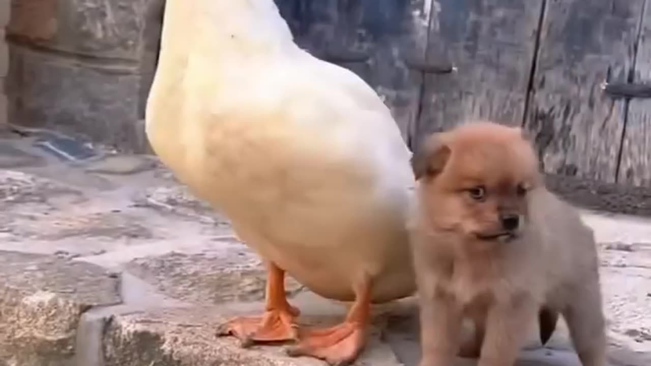 Cute lil puppy and duck friendship story!! cute moments