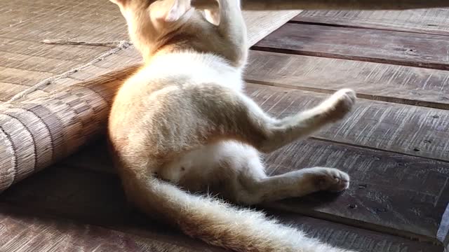 Cat puppy 🐶 🐱🐈🐒