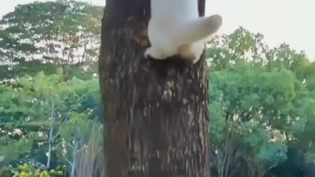 cat climbed the tree very fast