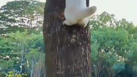 cat climbed the tree very fast