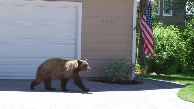 Watch A Bear And A Man Startle Each Other