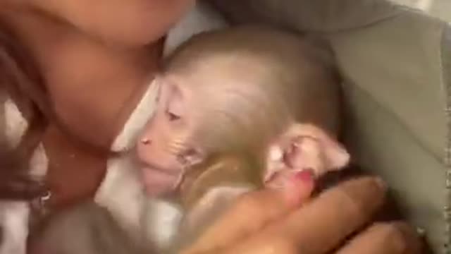 Monkey sleep cute expressions shout sudden surprise #6