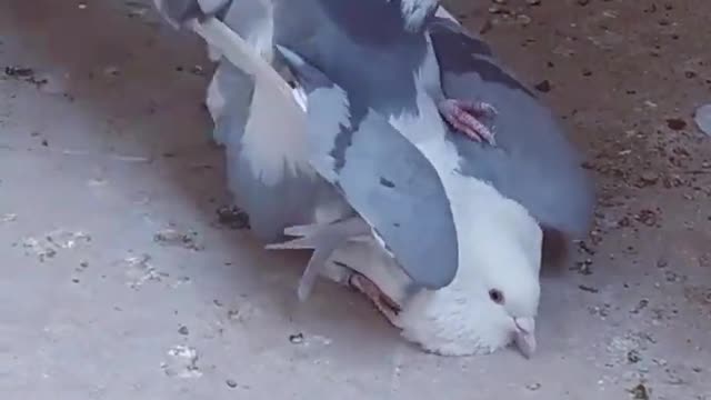 Love of pigeons ❤❤