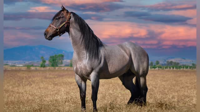 Andalusian Horse Image Compilations