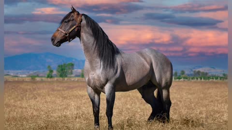 Andalusian Horse Image Compilations