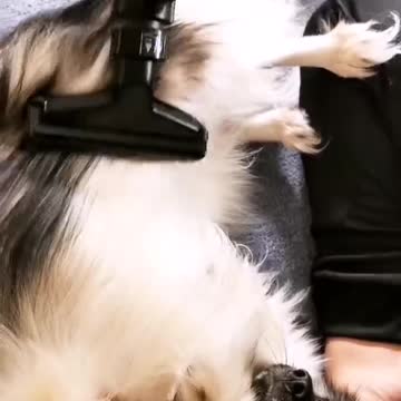 Hilarious puppy loves being vacuumed