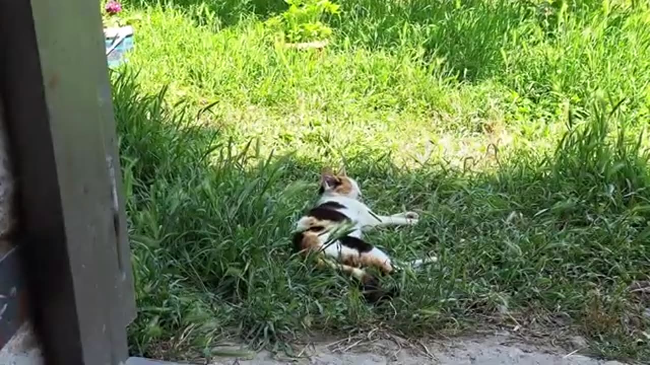 Cute Little Kittens 🥰 These kittens are beautiful