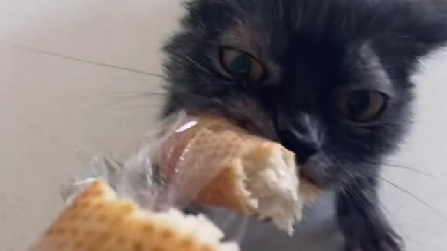Give me my bread!