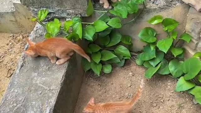 Cat food to grab, cat litter to grab