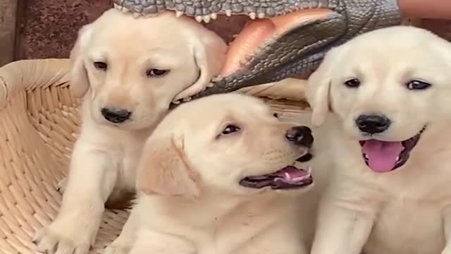 Funniest & Cutest Labrador Puppies #2 - Funny Puppy Videos