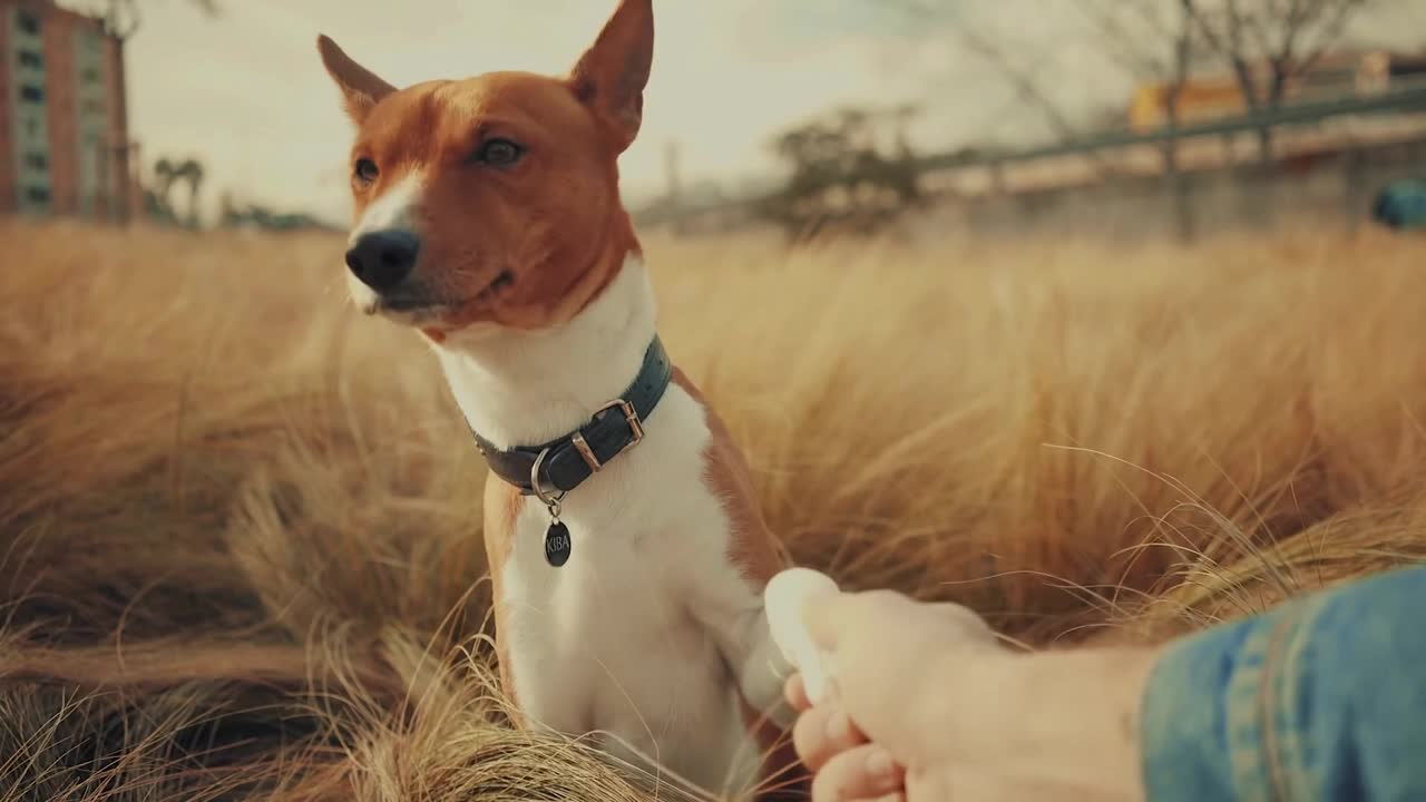 Beautiful Basenji Puppy Getting Caressing From Owner - Joyful Times!