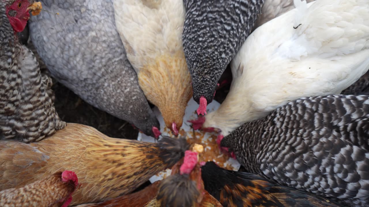 Bean with Bacon...with Chickens. Hens really sweeten up today.