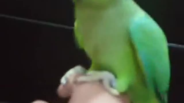 How to Train your Parrot | Parrot in hand