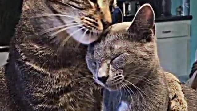 Cats best friend