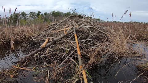 Beaver Dam