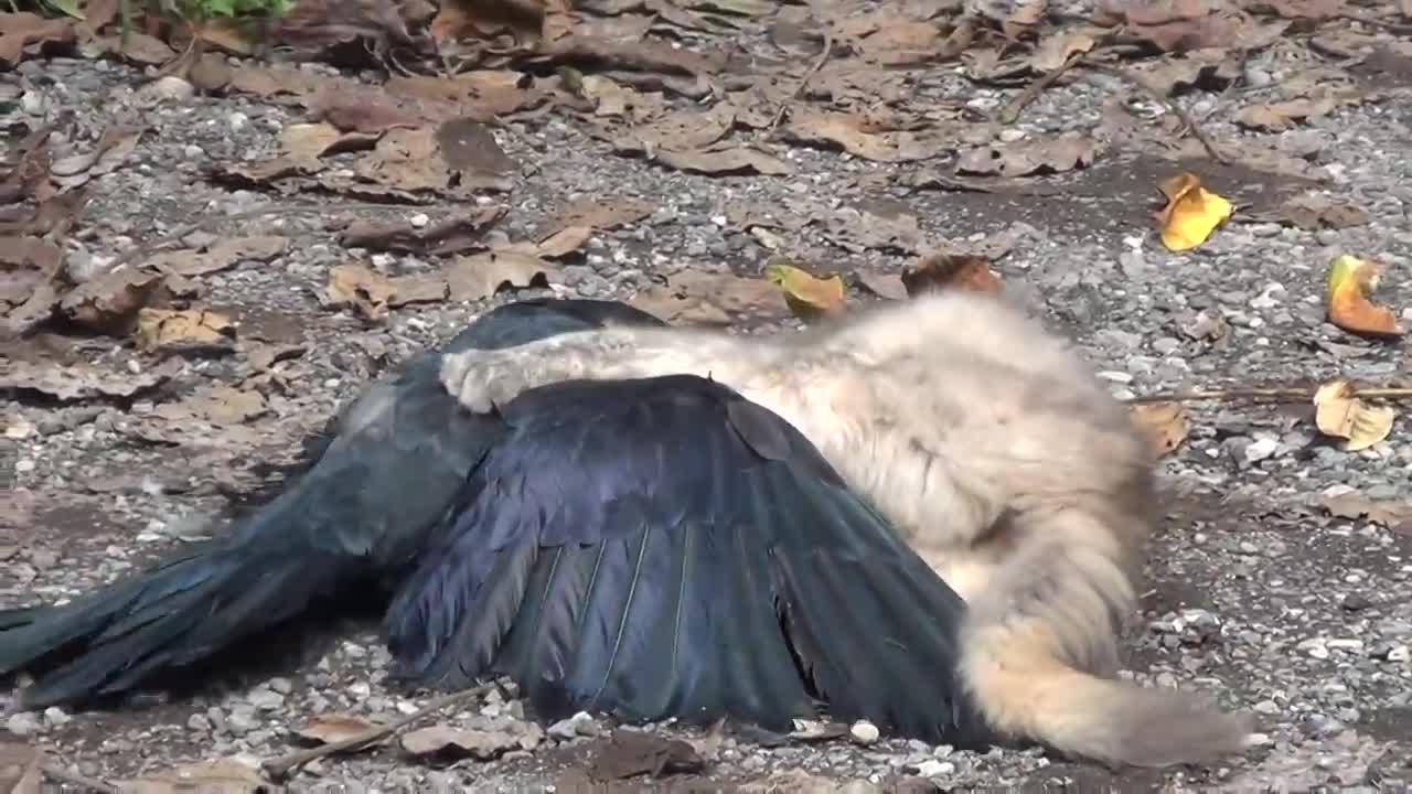 Strong Mother Cat catching a crow