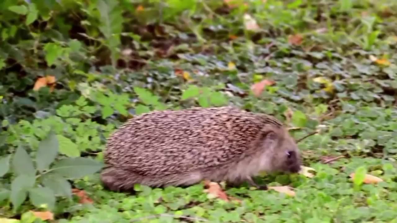 hedgehog animal