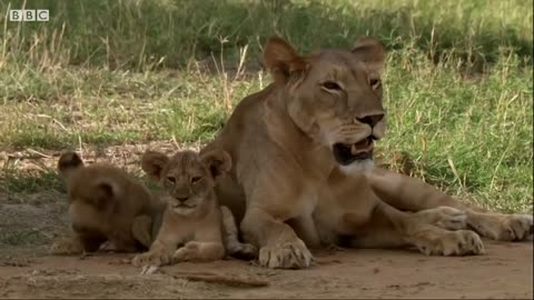 Lions: Cute Cubs to Apex Predators | BBC Earth