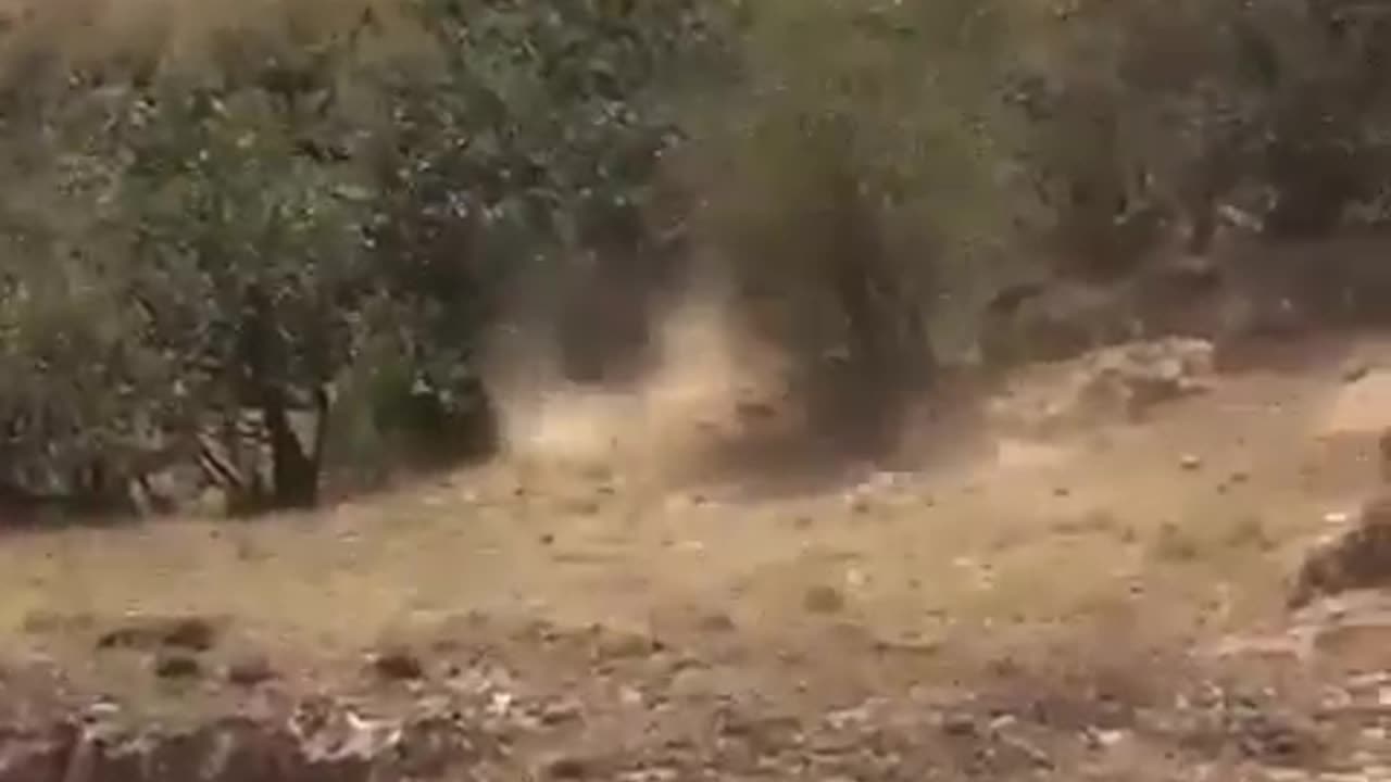 A Mother’s Protection Baby Warthogs being attacked by a Leopard;